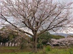 310404桜.JPG